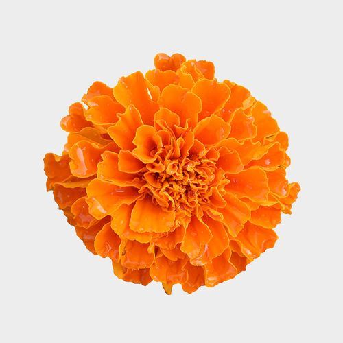 marigold oil
