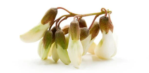 sophora japonica