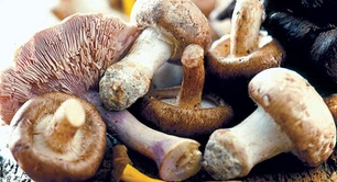 Mushroom Mushroom