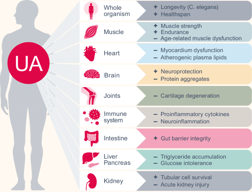 Urolithin A and neuroprotection