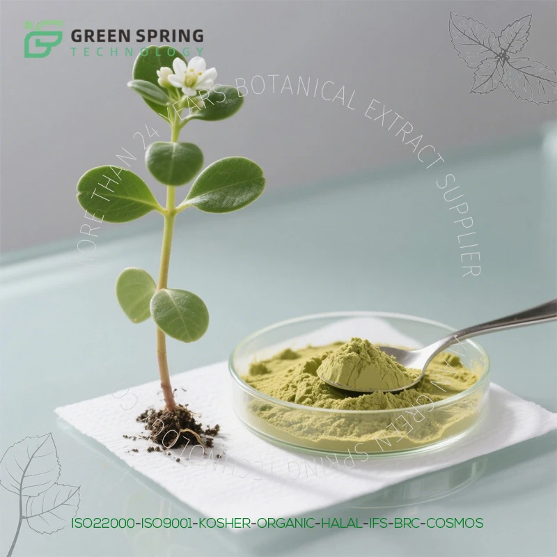 Bacopa Monniera Extract