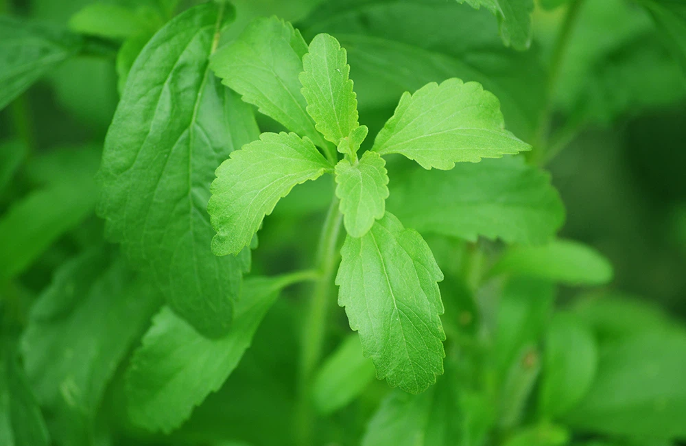 Steviaplant Steviaplant