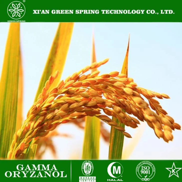 Rice Bran Extract Gamma Oryzanol Powder